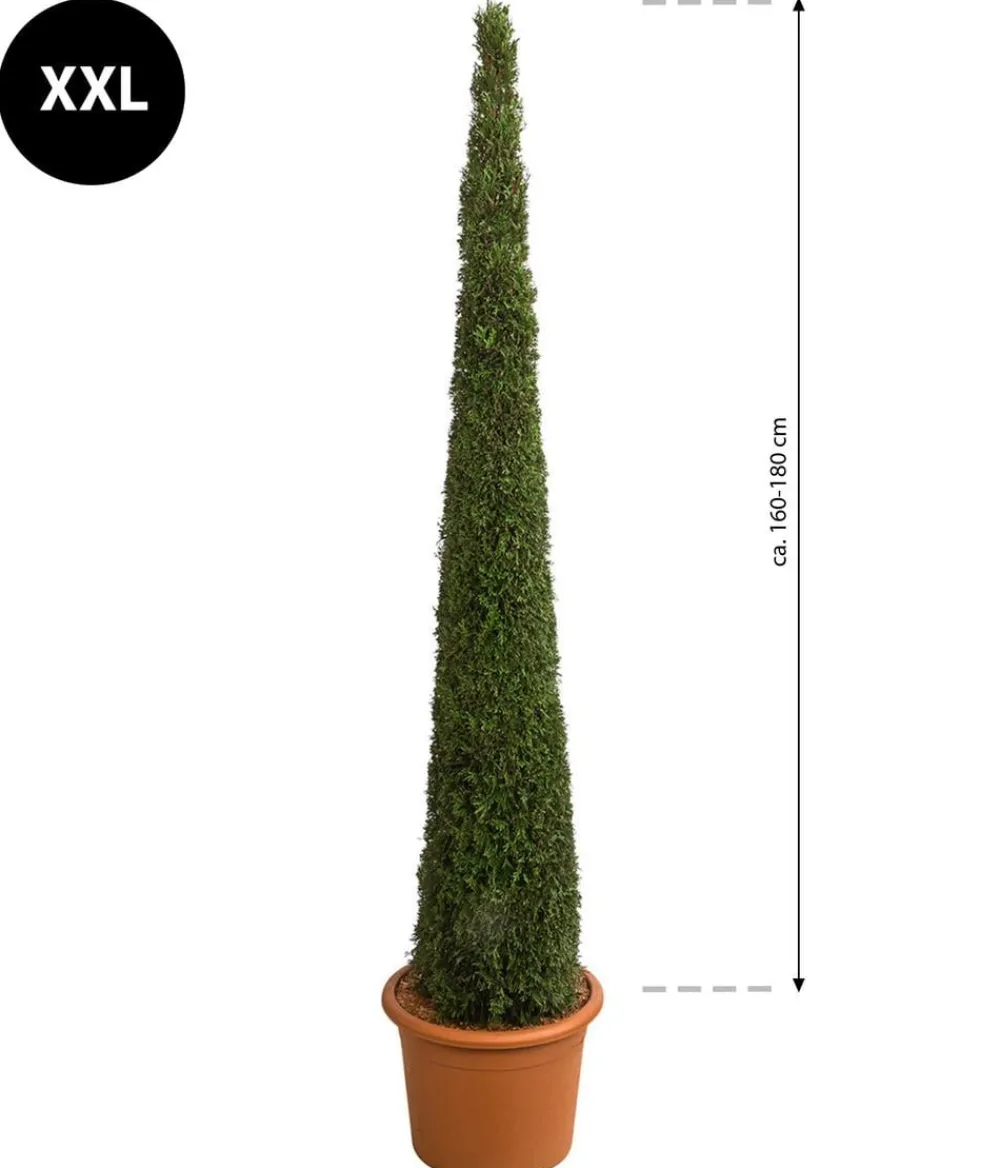 Dehner Terrassenpflanzen|Xxl-Gartenpflanzen > XXL Lebensbaum 'Smaragd' Torwächter