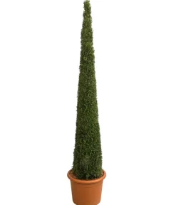 Dehner Terrassenpflanzen|Xxl-Gartenpflanzen > XXL Lebensbaum 'Smaragd' Torwächter