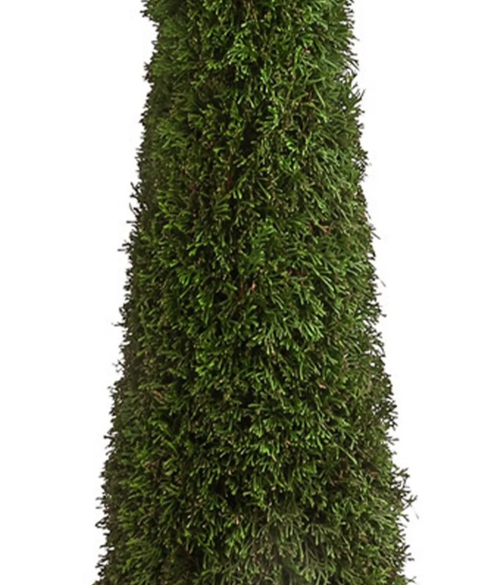 Dehner Terrassenpflanzen|Xxl-Gartenpflanzen > XXL Lebensbaum 'Smaragd' Torwächter