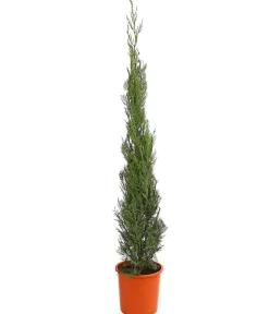 Dehner Terrassenpflanzen|Xxl-Gartenpflanzen - XXL Leyland-Zypresse 'Pyramidalis', ca. 125-150 cm Grün