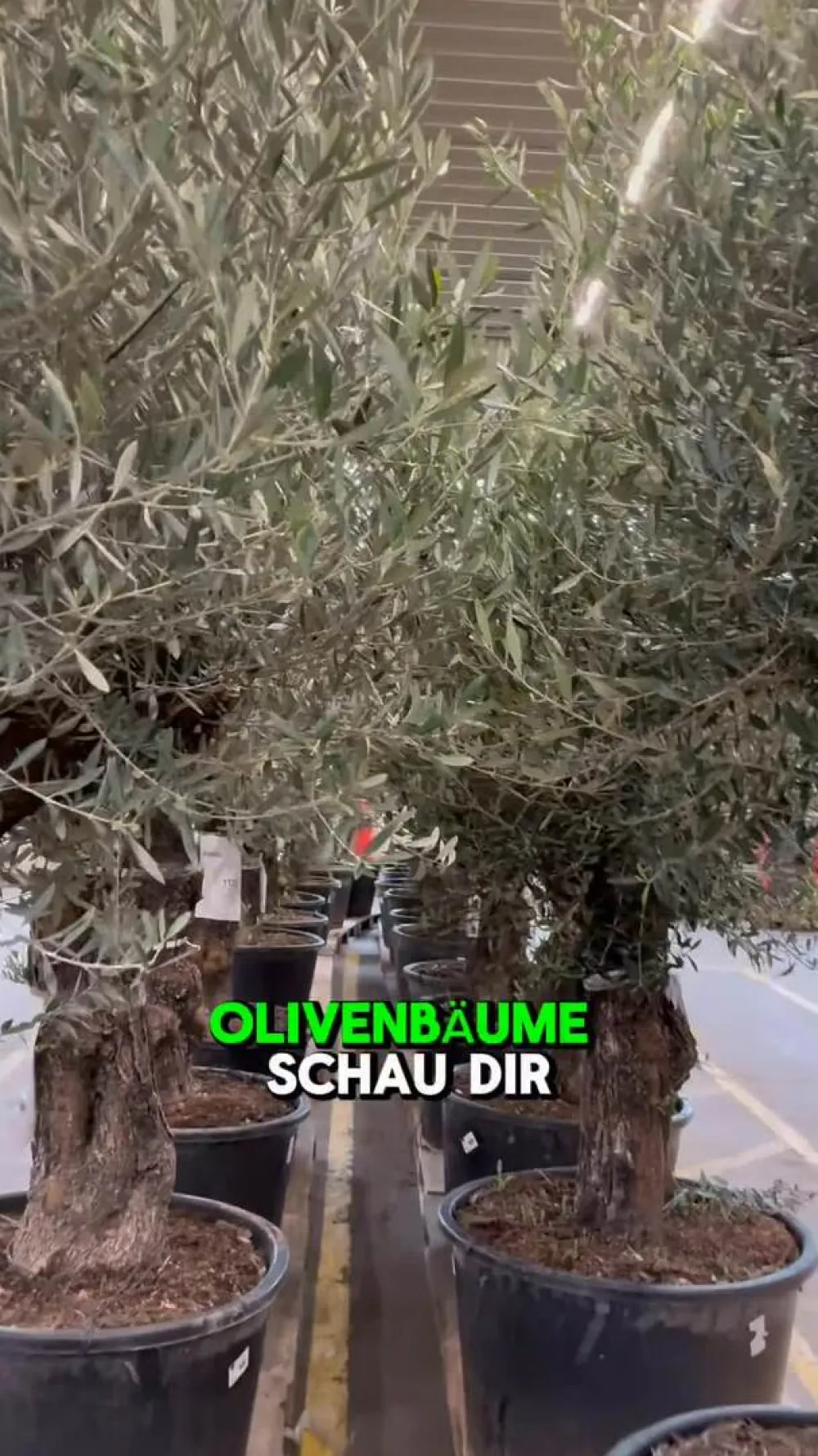 Dehner XXL Olivenbaum, ca. 200-250 cm Grün Online