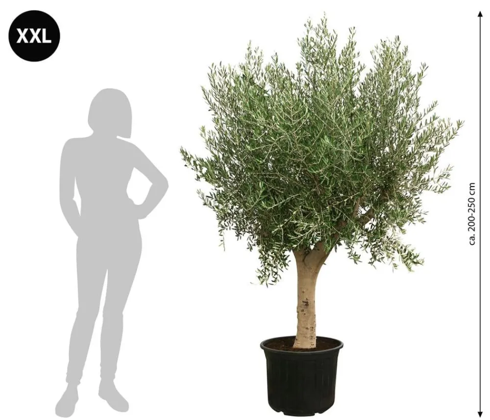 Dehner XXL Olivenbaum, ca. 200-250 cm Grün Online