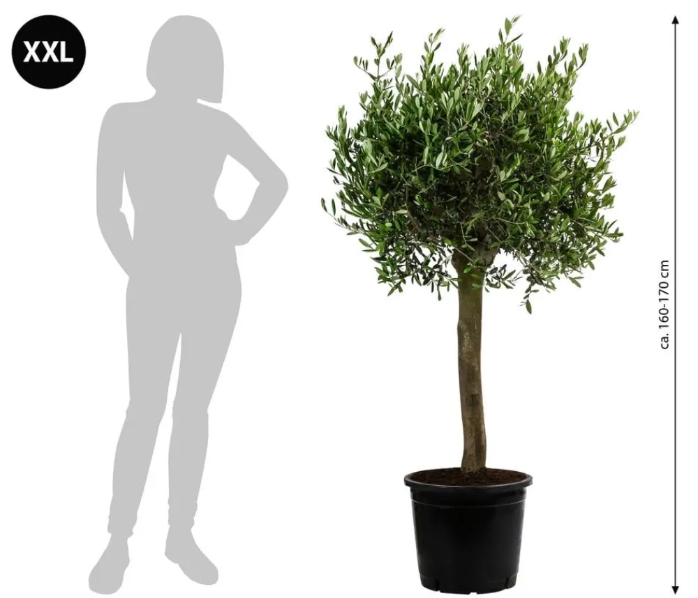 Dehner Terrassenpflanzen|Feigen- & Olivenbäume - XXL Olivenbaum, ca. 160-170 cm