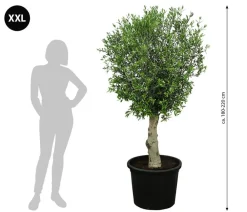 Dehner Terrassenpflanzen|Feigen- & Olivenbäume - XXL Olivenbaum, ca. 180-220 cm Grün