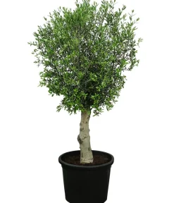 Dehner Terrassenpflanzen|Feigen- & Olivenbäume - XXL Olivenbaum, ca. 180-220 cm Grün
