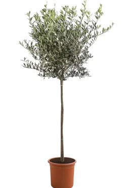 Dehner XXL Olivenstamm 'Leccino', ca. 180-200 cm New