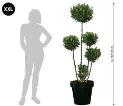 Dehner Terrassenpflanzen|Feigen- & Olivenbäume > XXL Pompon-Olivenbaum, ca. 160-180 cm