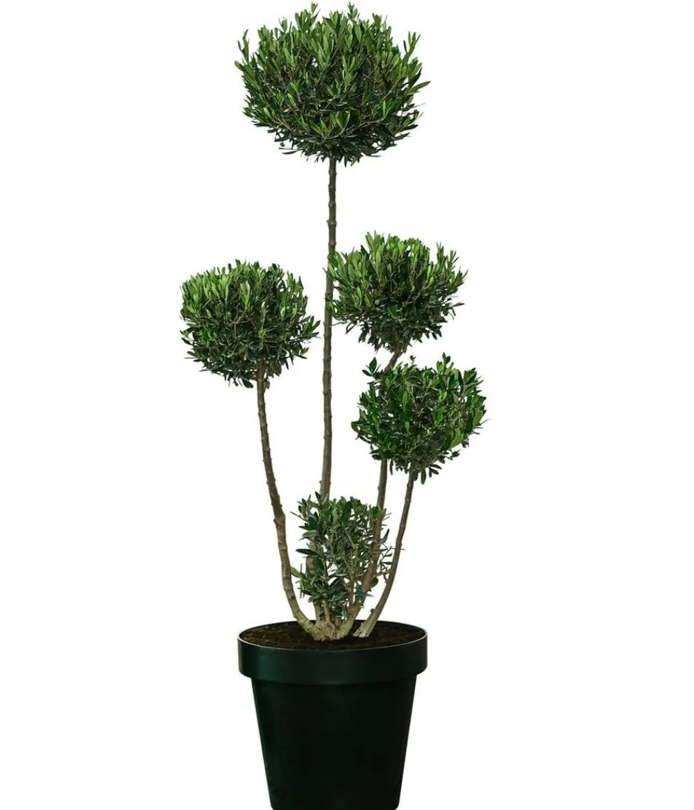 Dehner Terrassenpflanzen|Feigen- & Olivenbäume > XXL Pompon-Olivenbaum, ca. 160-180 cm