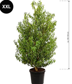Dehner Laubgehölze|Terrassenpflanzen - XXL Portugiesischer Kirschlorbeer 'Angustifolia', ca. 130-150 cm Dunkelgrün