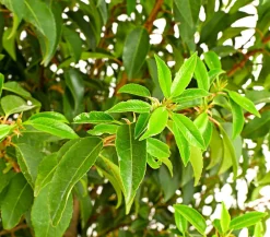 Dehner Laubgehölze|Terrassenpflanzen - XXL Portugiesischer Kirschlorbeer 'Angustifolia', ca. 130-150 cm Dunkelgrün