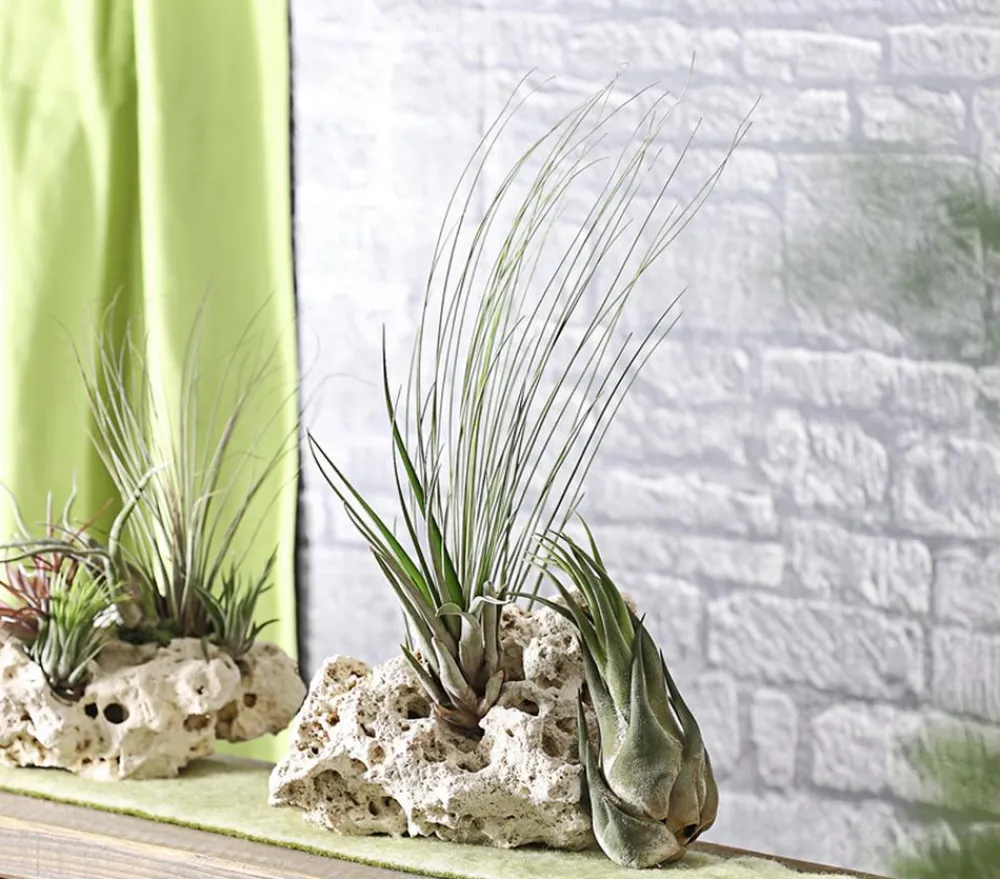 Dehner XXL Tillandsien-Set - Tillandsia Hybride, 3-teilig Discount
