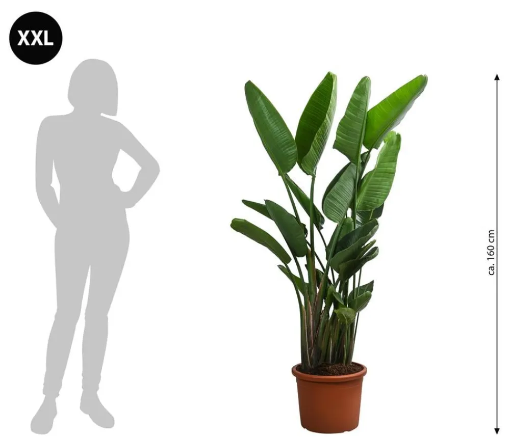 Dehner Terrassenpflanzen|Xxl-Kübelpflanzen - XXL Weiße Strelitzie, Tuff, ca. 160 cm Dunkelgrün