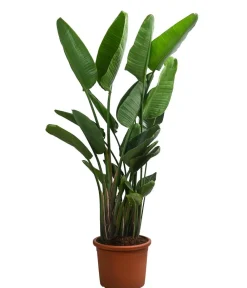 Dehner Terrassenpflanzen|Xxl-Kübelpflanzen - XXL Weiße Strelitzie, Tuff, ca. 160 cm Dunkelgrün