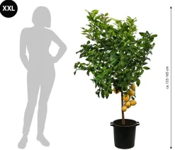 Dehner Zitruspflanzen|Terrassenpflanzen > XXL Zitrone, ca. 160-200 cm