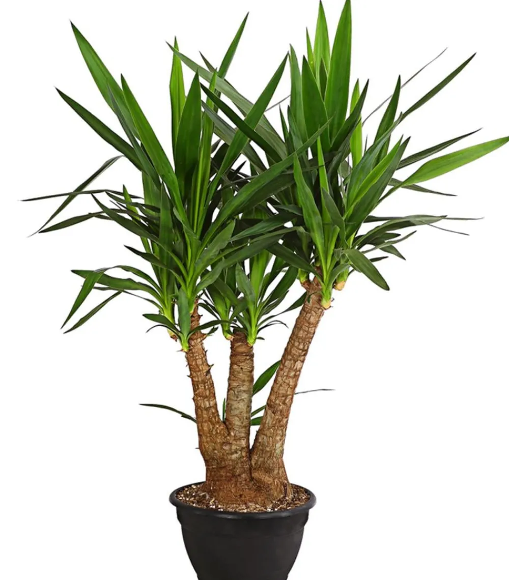 Dehner Yucca-Palme - Yucca elephantipes, verzweigt Grün Outlet