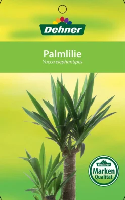 Dehner Yucca-Palme - Yucca elephantipes, verzweigt Grün Outlet