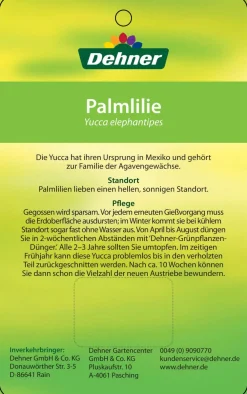 Dehner Yucca-Palme - Yucca elephantipes, verzweigt Grün Outlet