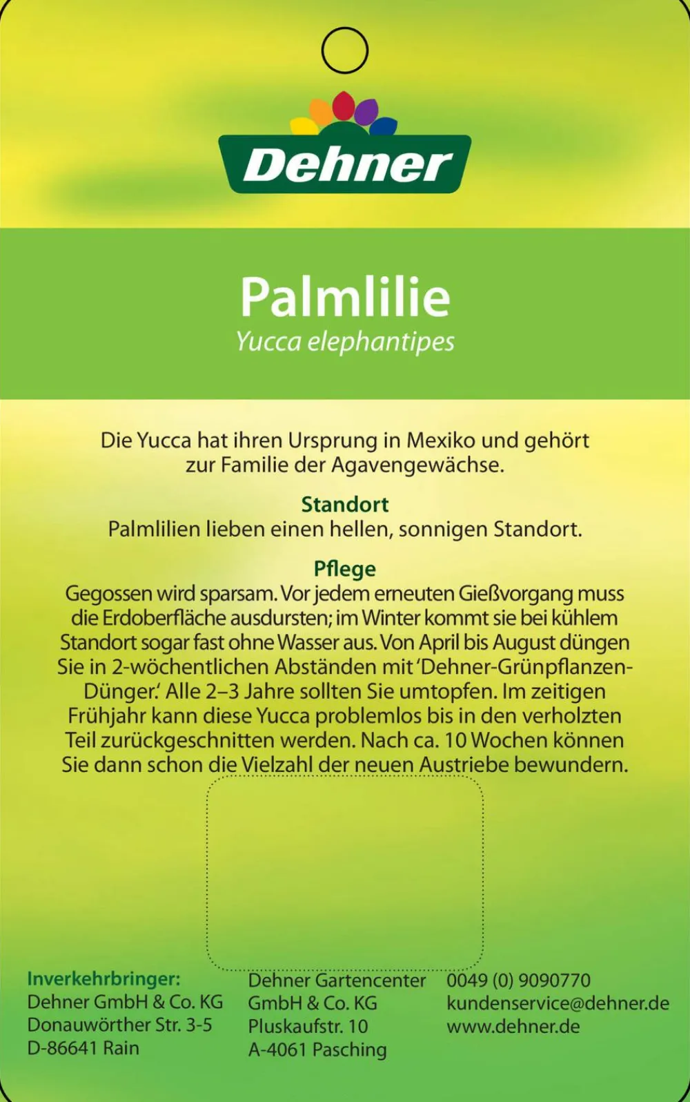 Dehner Yucca-Palme - Yucca elephantipes, verzweigt Grün Outlet