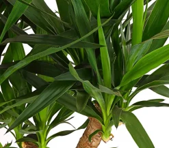 Dehner Yucca-Palme - Yucca elephantipes, verzweigt Grün Outlet