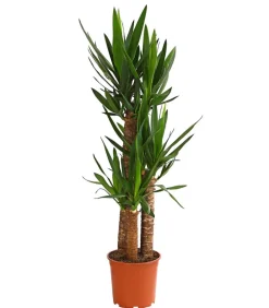 Dehner Solitärpflanzen|Drachenbaum & Yucca > Yucca-Palme - Yucca elephantipes