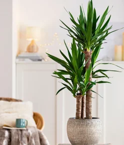 Dehner Solitärpflanzen|Drachenbaum & Yucca > Yucca-Palme - Yucca elephantipes