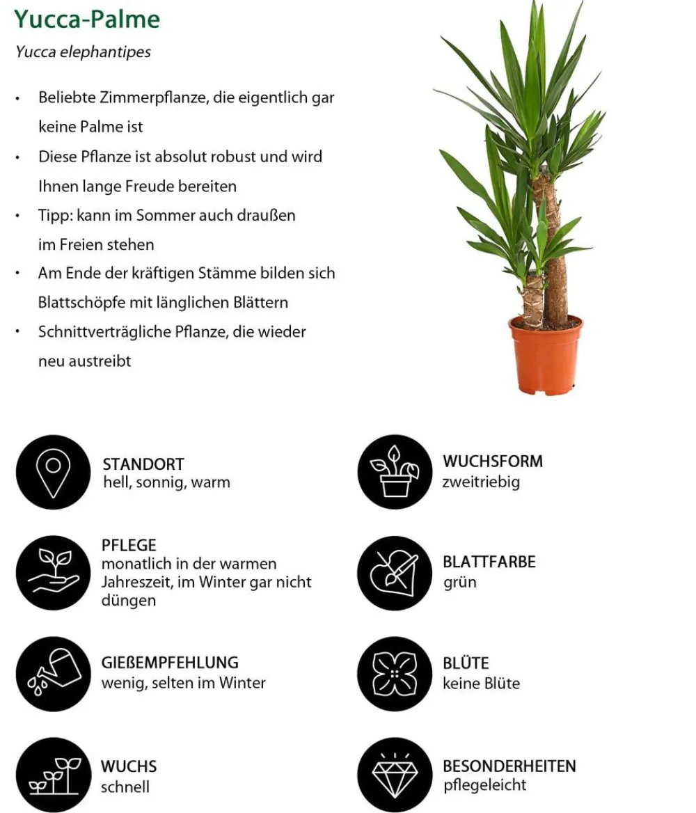 Dehner Drachenbaum & Yucca|Zimmerpalmen > Yucca-Palme - Yucca elephantipes