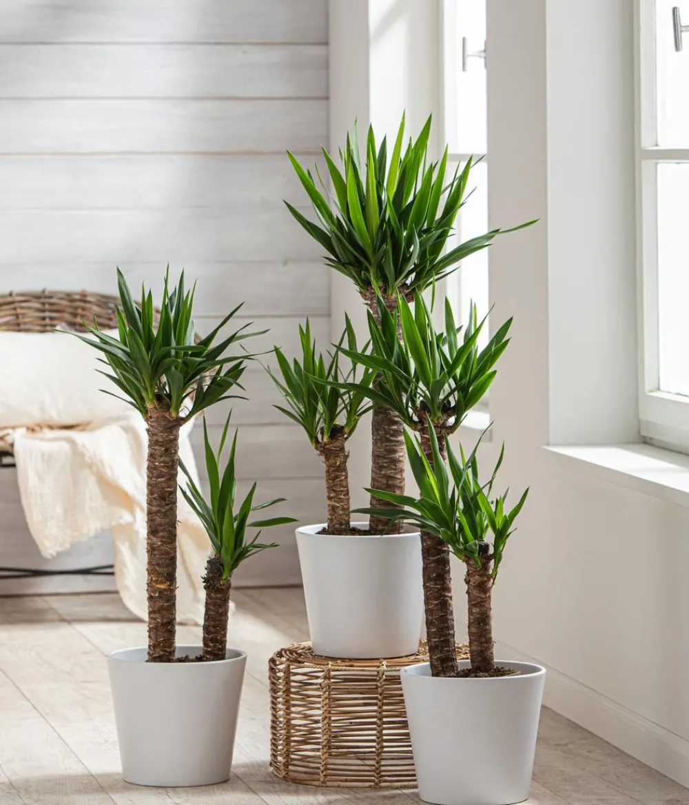 Dehner Drachenbaum & Yucca|Zimmerpalmen > Yucca-Palme - Yucca elephantipes