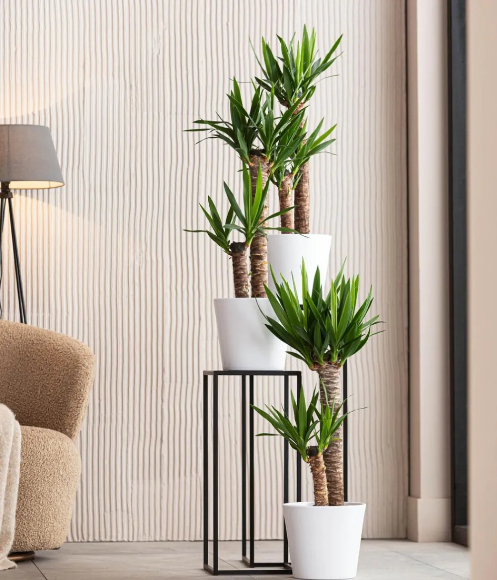 Dehner Drachenbaum & Yucca|Zimmerpalmen > Yucca-Palme - Yucca elephantipes