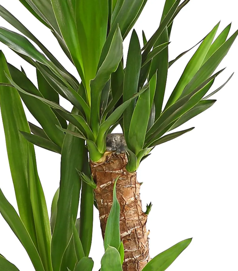 Dehner Drachenbaum & Yucca|Zimmerpalmen > Yucca-Palme - Yucca elephantipes