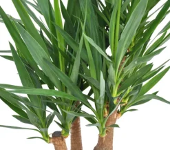 Dehner Drachenbaum & Yucca|Zimmerpalmen > Yucca-Palme - Yucca elephantipes, verzweigt
