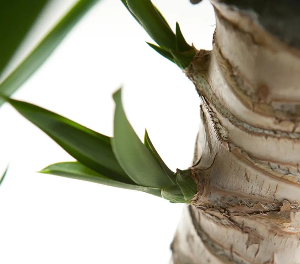 Dehner Yucca-Palme - Yucca elephantipes Grün Discount