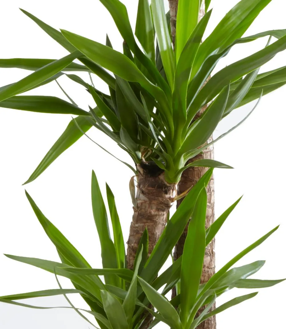 Dehner Yucca-Palme - Yucca elephantipes Grün Discount