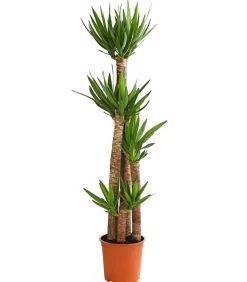 Dehner Drachenbaum & Yucca|Zimmerpalmen - Yucca-Palme - Yucca elephantipes Grün