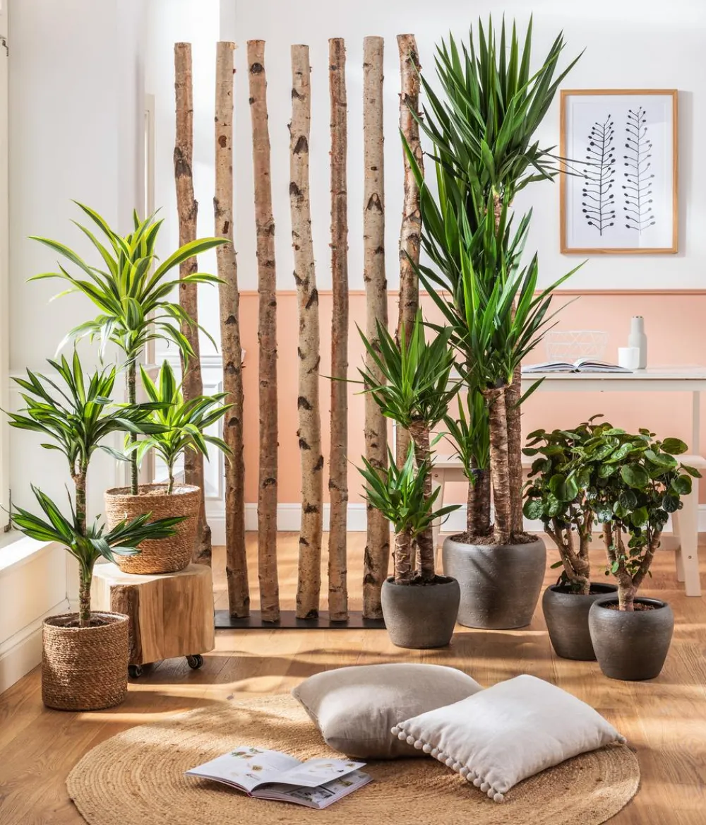 Dehner Drachenbaum & Yucca|Zimmerpalmen - Yucca-Palme - Yucca elephantipes Grün