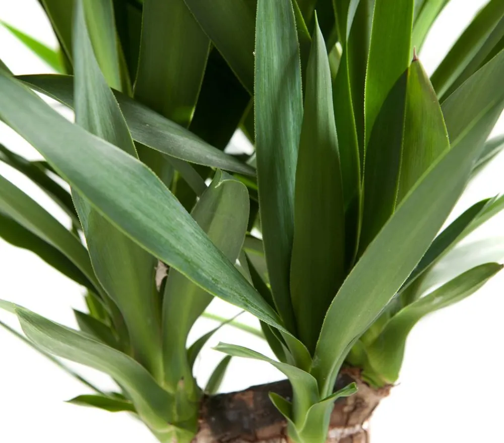 Dehner Drachenbaum & Yucca|Zimmerpalmen - Yucca-Palme - Yucca elephantipes Grün