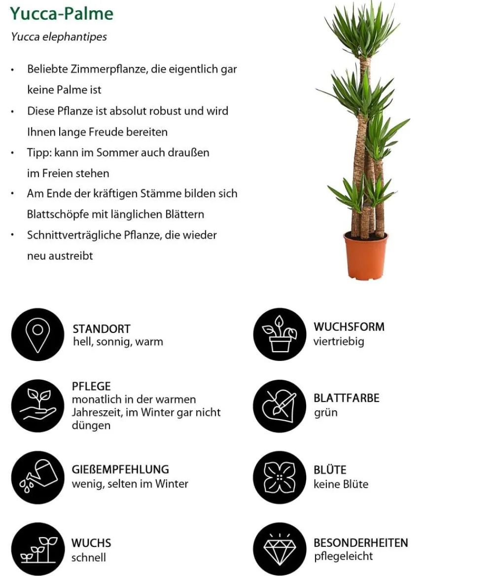 Dehner Drachenbaum & Yucca|Zimmerpalmen - Yucca-Palme - Yucca elephantipes Grün