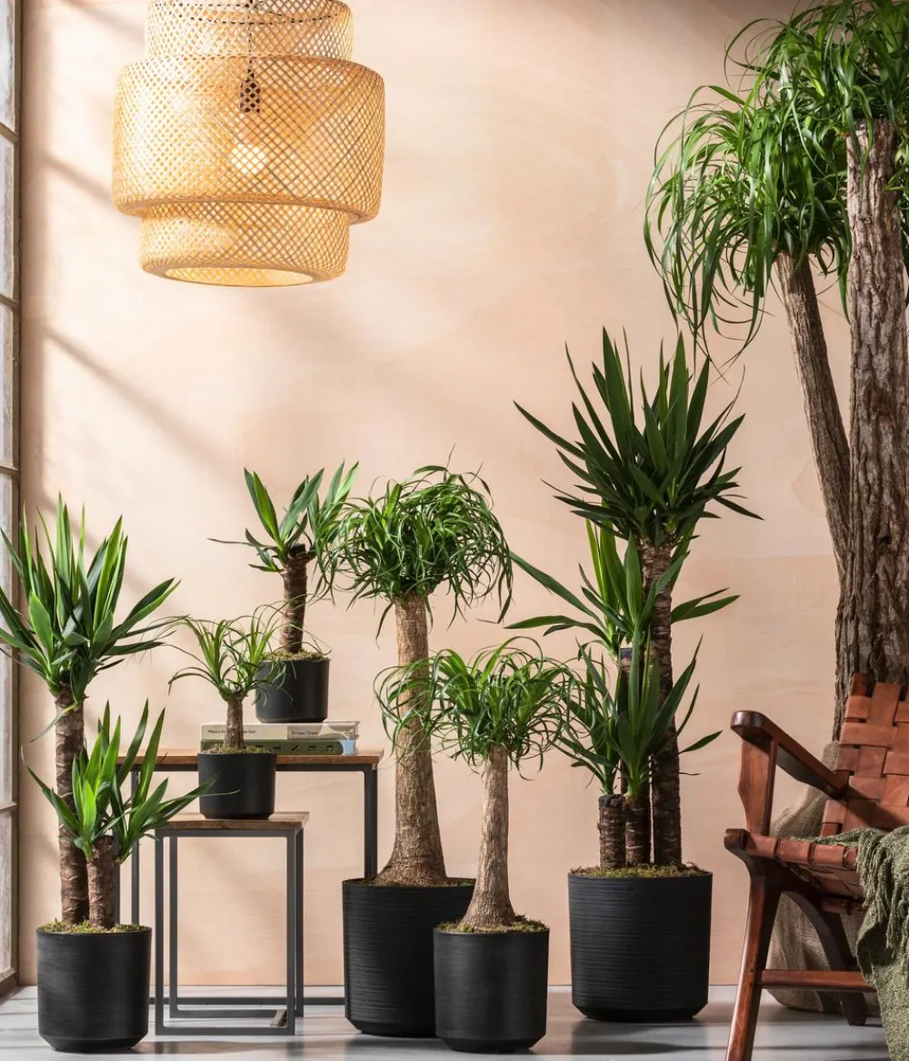 Dehner Drachenbaum & Yucca|Zimmerpalmen - Yucca-Palme - Yucca elephantipes Grün