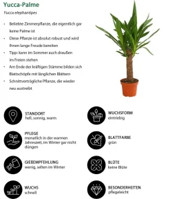 Dehner Drachenbaum & Yucca|Zimmerpalmen - Yucca-Palme - Yucca elephantipes Grün