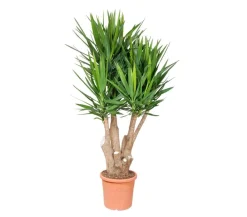 Dehner Drachenbaum & Yucca|Zimmerpalmen - Yucca-Palme - Yucca elephantipes, verzweigt Grün