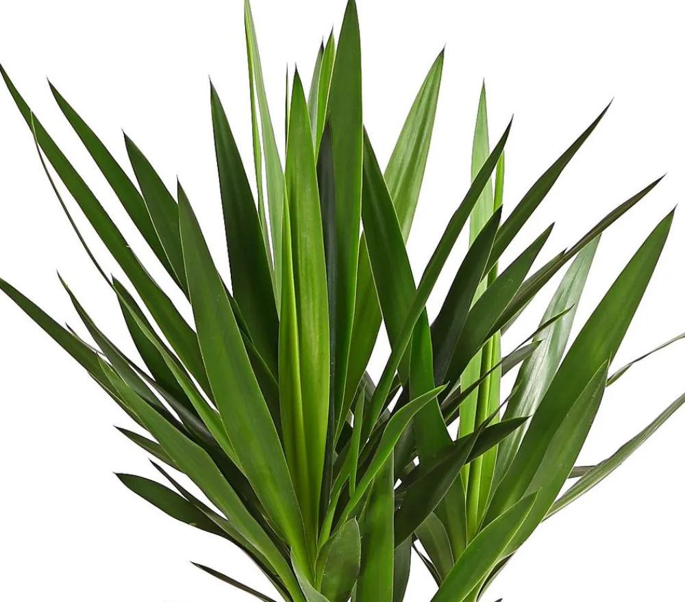 Dehner Drachenbaum & Yucca|Zimmerpalmen - Yucca-Palme - Yucca elephantipes 'Maya-Tree' Grün