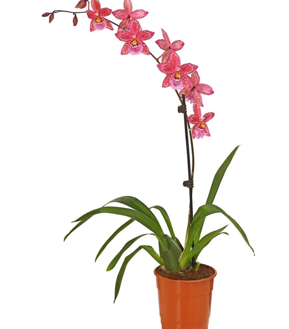 Dehner Orchideen > Zahnzungen-Orchidee - Odontoglossum-Hybriden, verschiedene Sorten