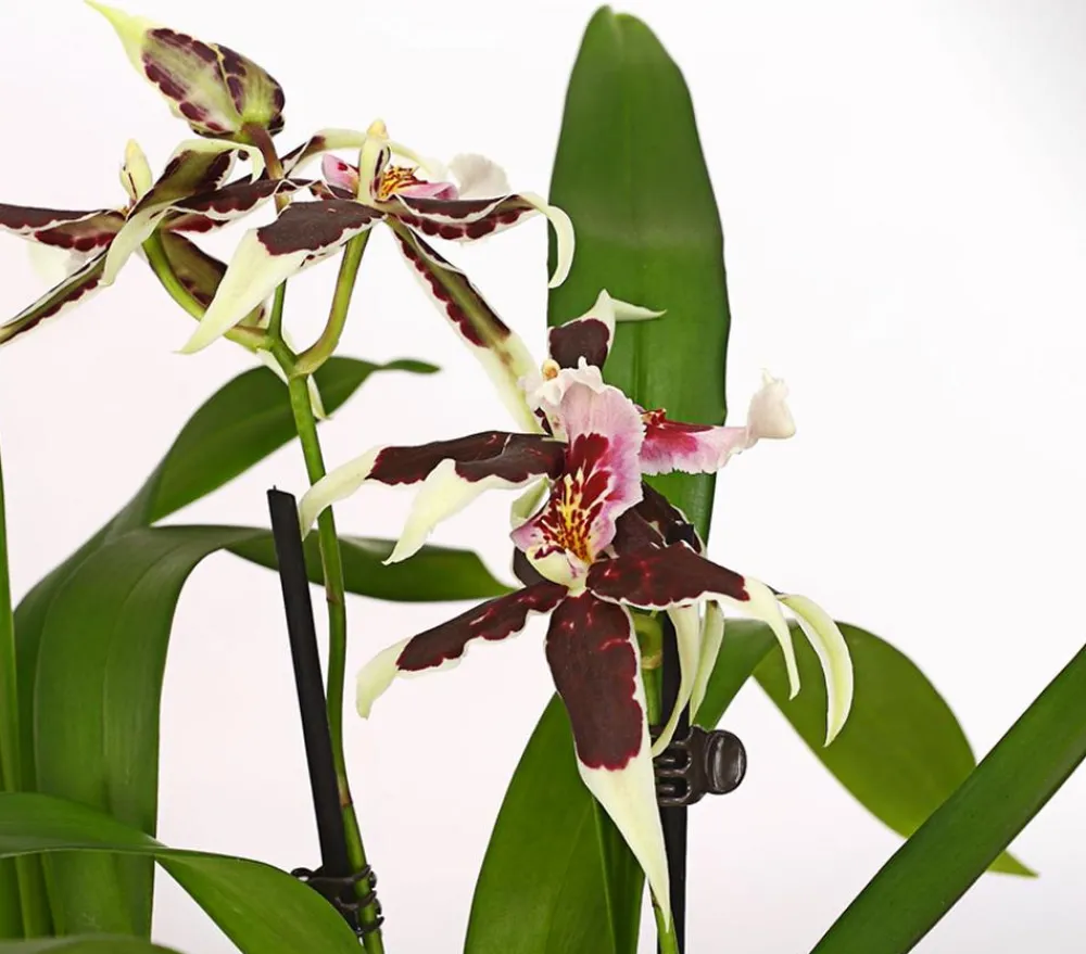 Dehner Orchideen > Zahnzungen-Orchidee - Odontoglossum-Hybriden, verschiedene Sorten