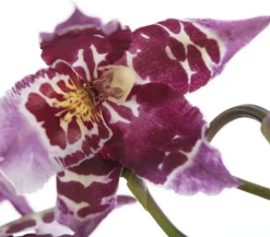 Dehner Orchideen > Zahnzungen-Orchidee - Odontoglossum-Hybriden, verschiedene Sorten