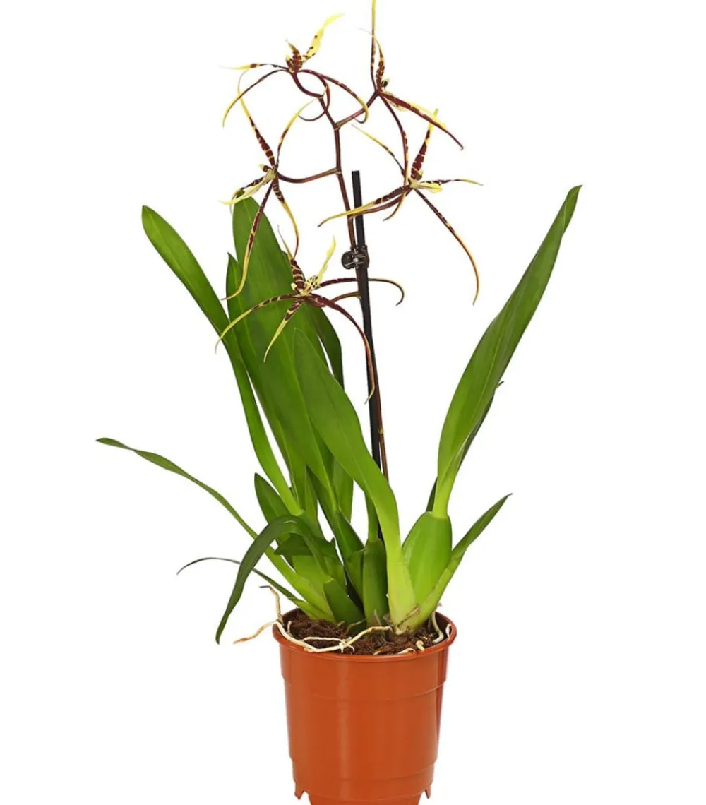 Dehner Orchideen > Zahnzungen-Orchidee - Odontoglossum-Hybriden, verschiedene Sorten