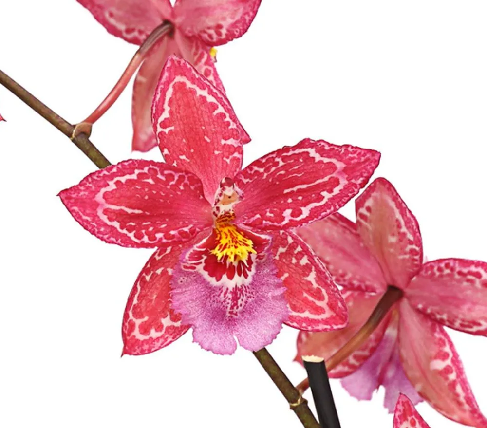 Dehner Orchideen > Zahnzungen-Orchidee - Odontoglossum-Hybriden, verschiedene Sorten