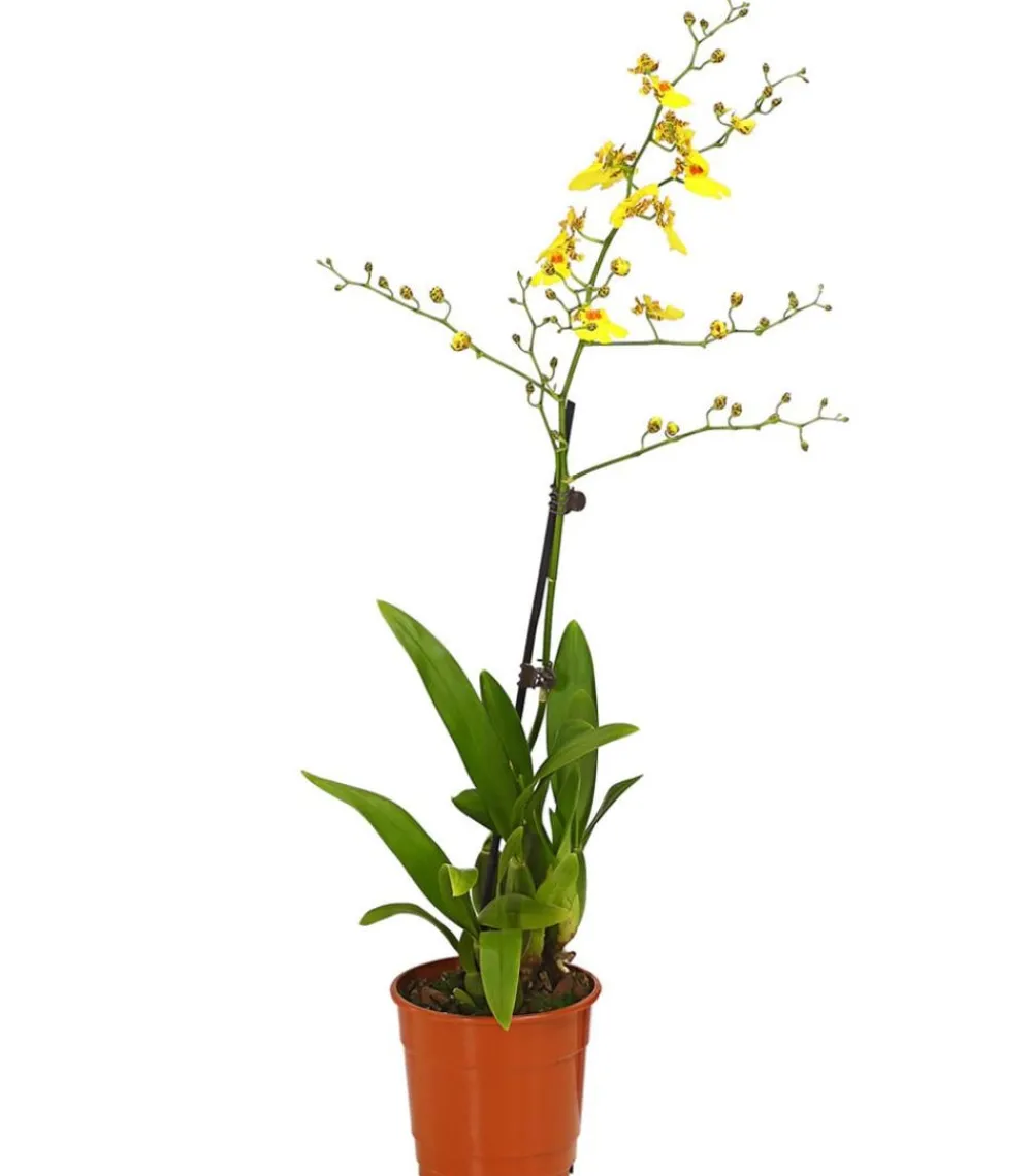 Dehner Orchideen > Zahnzungen-Orchidee - Odontoglossum-Hybriden, verschiedene Sorten