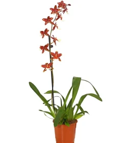 Dehner Orchideen > Zahnzungen-Orchidee - Odontoglossum-Hybriden, verschiedene Sorten