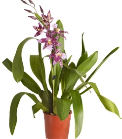 Dehner Orchideen > Zahnzungen-Orchidee - Odontoglossum-Hybriden, verschiedene Sorten