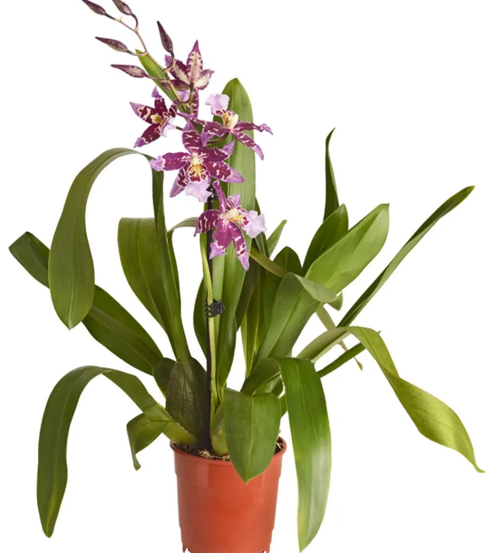 Dehner Orchideen > Zahnzungen-Orchidee - Odontoglossum-Hybriden, verschiedene Sorten
