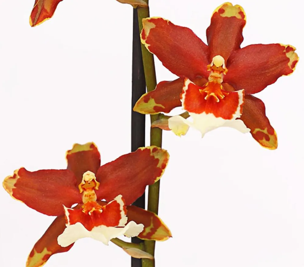 Dehner Orchideen > Zahnzungen-Orchidee - Odontoglossum-Hybriden, verschiedene Sorten